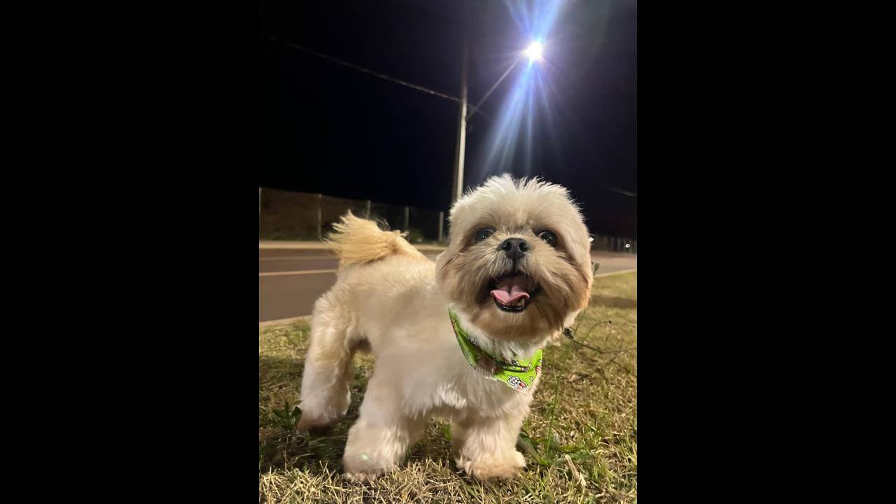 Cachorro Teodoro desapareceu no bairro Santa Cruz Cachorro Teodoro desapareceu no bairro Santa Cruz