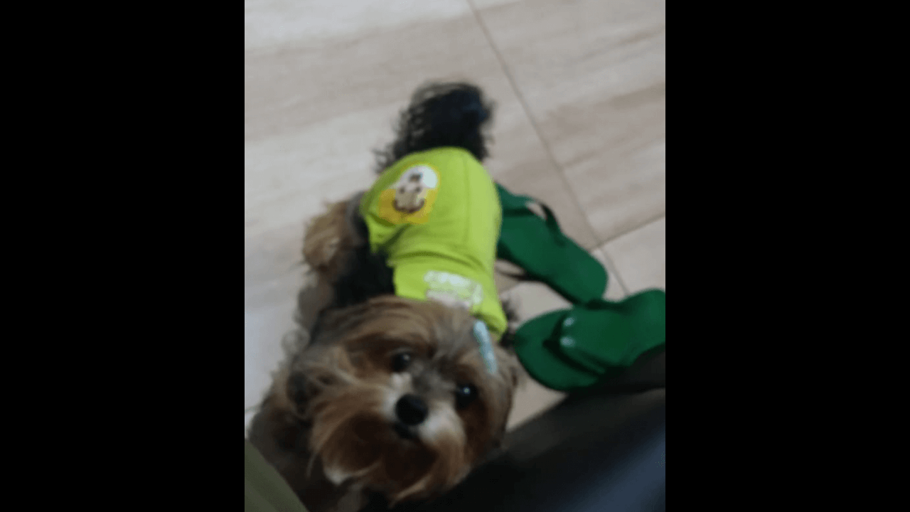 Cachorra Cacau desapareceu no bairro Brasmadeira Cachorra Cacau desapareceu no bairro Brasmadeira