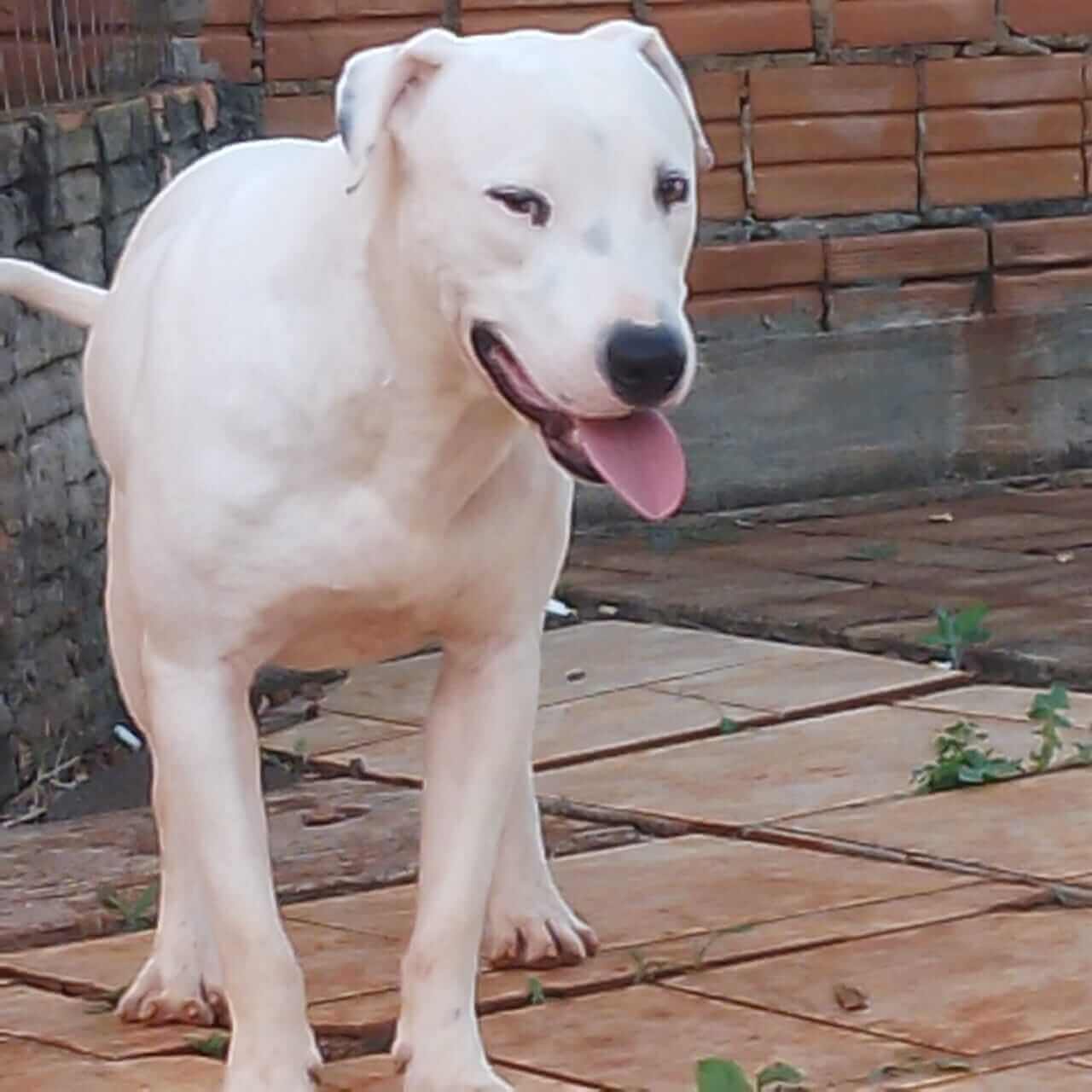 Cachorro Apolo desapareceu no bairro Alto Alegre Cachorro Apolo desapareceu no bairro Alto Alegre