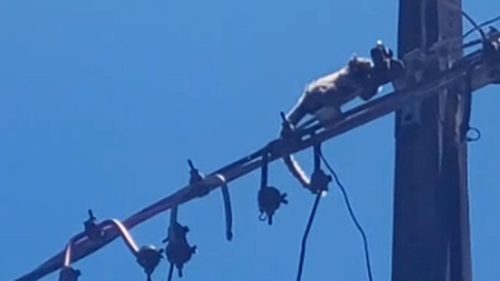 Saguis são flagrados andando em fios de alta tensão em Cascavel Saguis são flagrados andando em fios de alta tensão em Cascavel