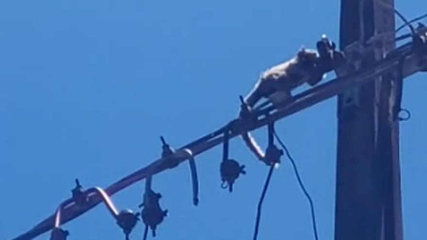 Saguis são flagrados andando em fios de alta tensão em Cascavel