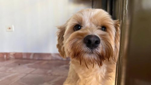 Cachorro é encontrado no bairro Neva