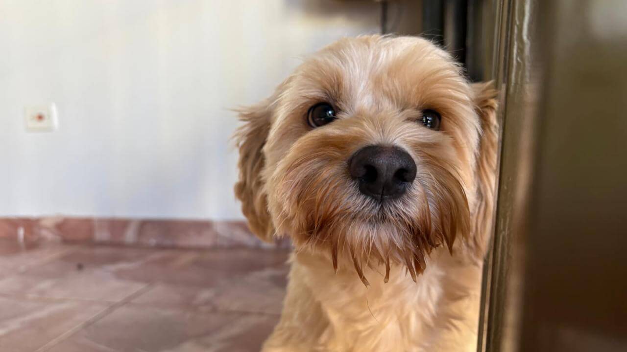 Cachorro é encontrado no bairro Neva Cachorro é encontrado no bairro Neva