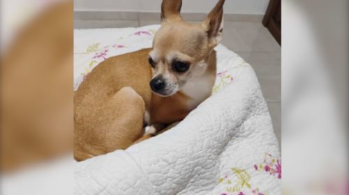 Cãozinho Nick desapareceu próximo ao Shopping JL