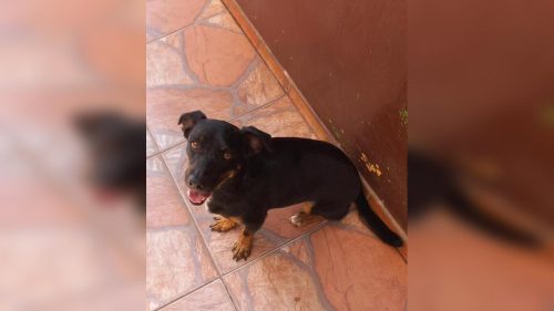 Cachorro Bob desapareceu no bairro Cancelli