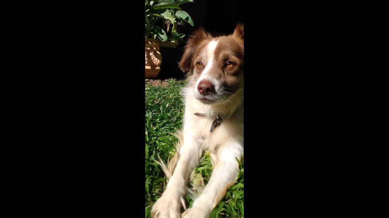 Cachorro Rocky desapareceu no bairro Universitário Cachorro Rocky desapareceu no bairro Universitário