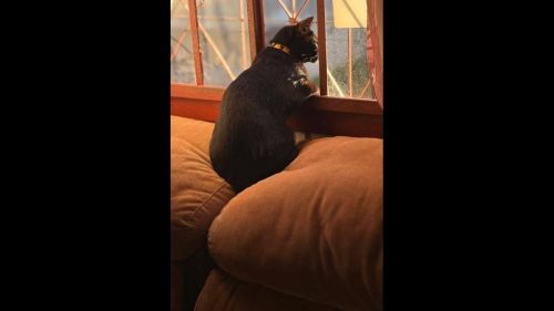 Gato Simba desapareceu no bairro Neva