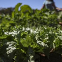 Acordo garante terras a 3 mil famílias em assentamentos no Paraná Imagem referente a Acordo garante terras a 3 mil famílias em assentamentos no Paraná