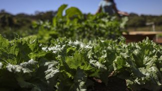 Acordo garante terras a 3 mil famílias em assentamentos no Paraná Acordo garante terras a 3 mil famílias em assentamentos no Paraná