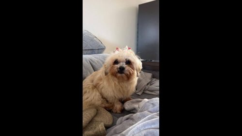 Cachorra Belinha desapareceu no bairro Jardim Siena