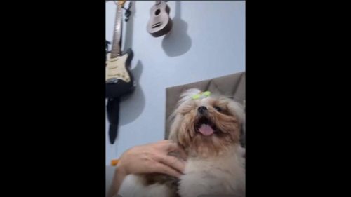 Cachorra Mel desapareceu no bairro Pioneiros Catarinenses