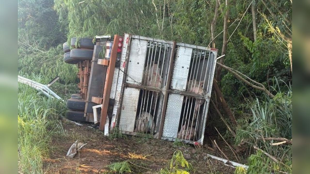 Carreta tomba na BR-163 e porcos morrem em acidente perto de Guaíra