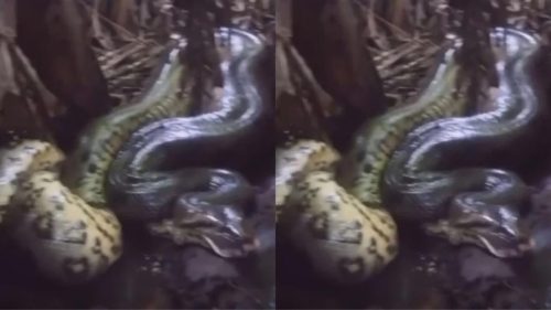 Sucuri aparece em vídeo após suposto ataque a cachorro no noroeste do Paraná Sucuri aparece em vídeo após suposto ataque a cachorro no noroeste do Paraná