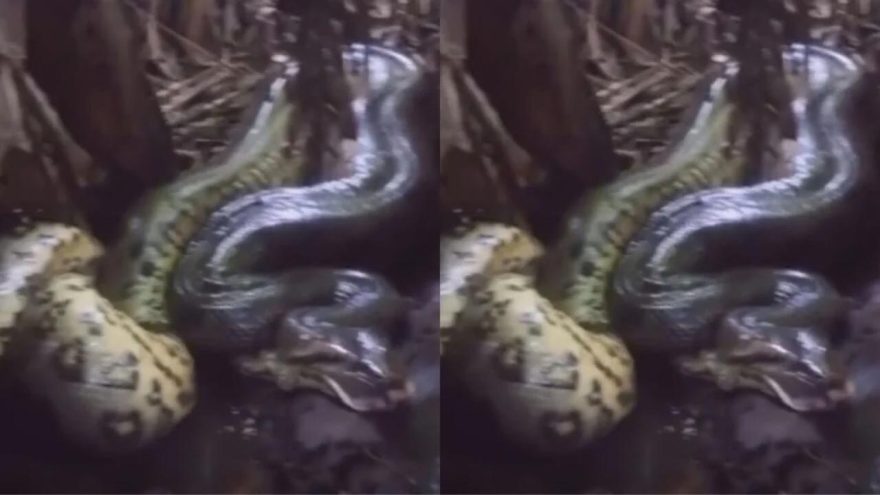 Sucuri aparece em vídeo após suposto ataque a cachorro no noroeste do Paraná