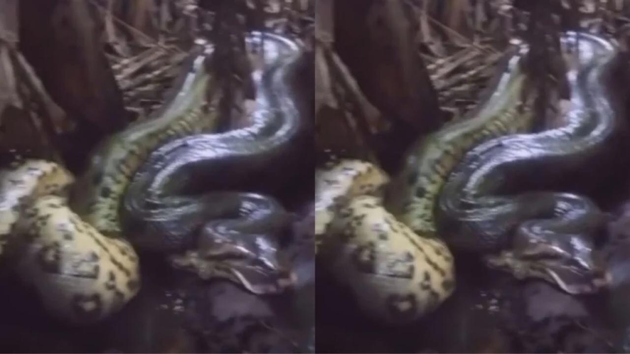 Sucuri aparece em vídeo após suposto ataque a cachorro no noroeste do Paraná