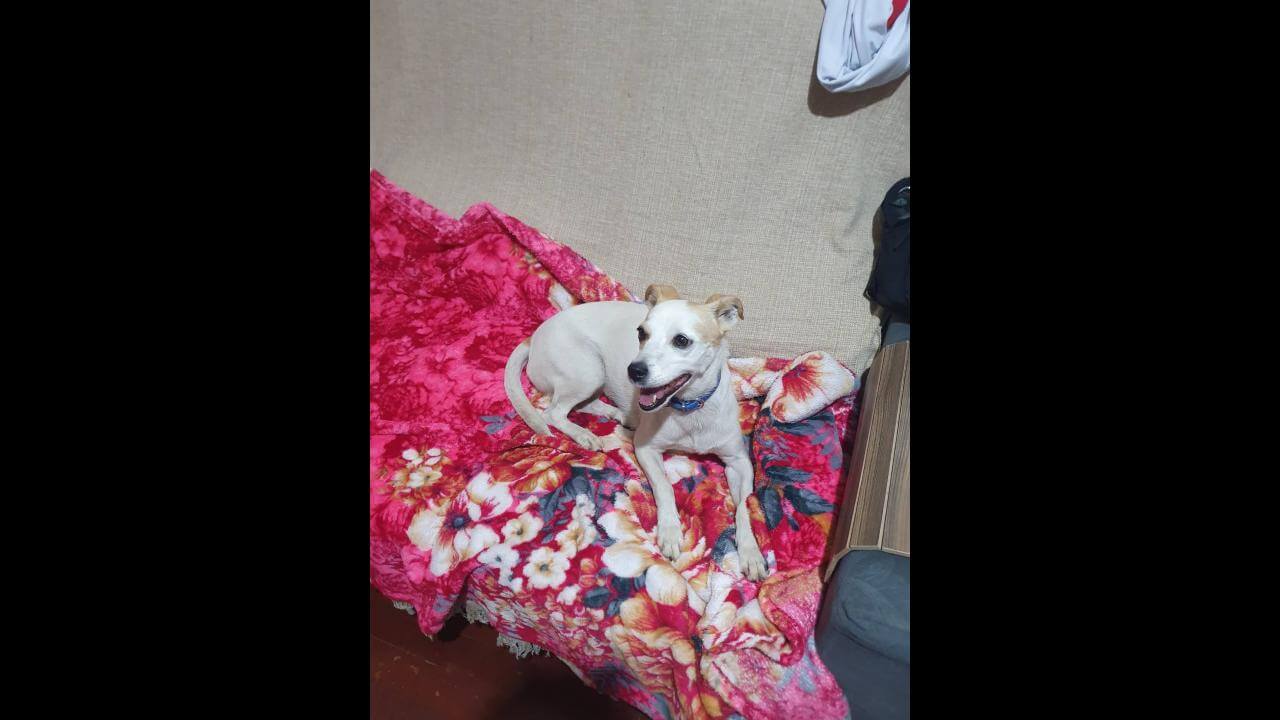 Cachorra é encontrada no bairro Centro Cachorra é encontrada no bairro Centro