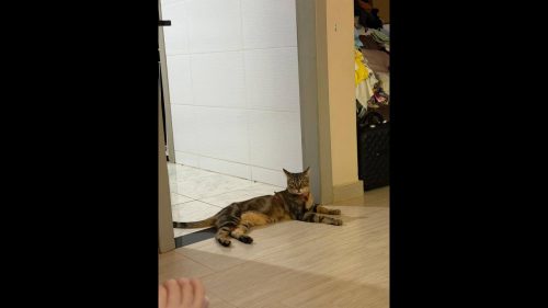 Gato Biscoito desapareceu no bairro Neva