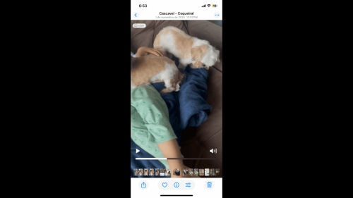 Cachorra Lully desapareceu no bairro Maria Luiza