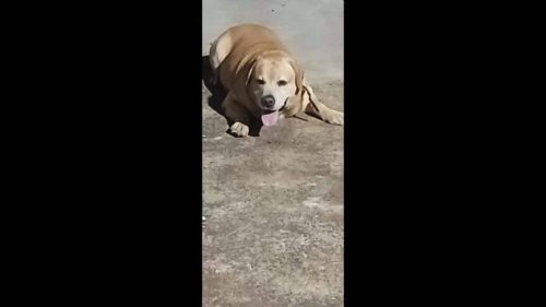 Cachorro Chimbinha desapareceu no bairro Ciro Nardi