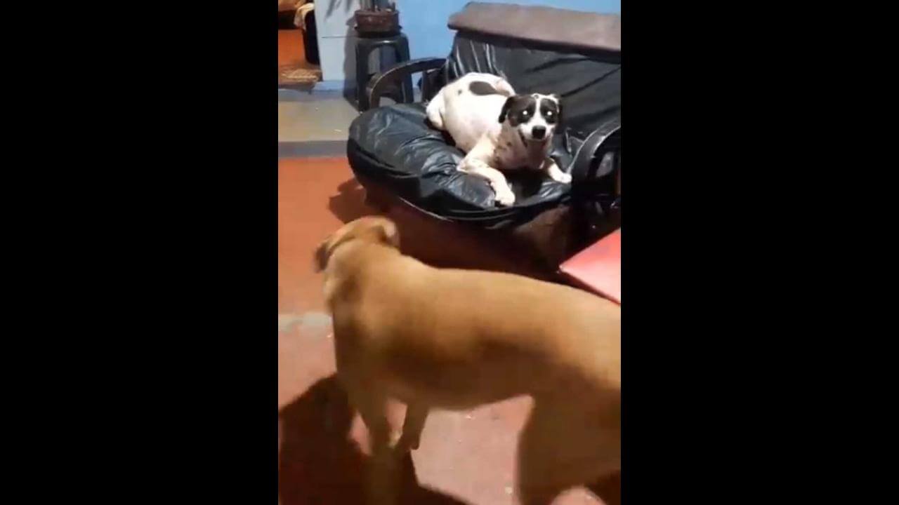 Cachorros Duke e Bolinha desapareceram no bairro Tarumã