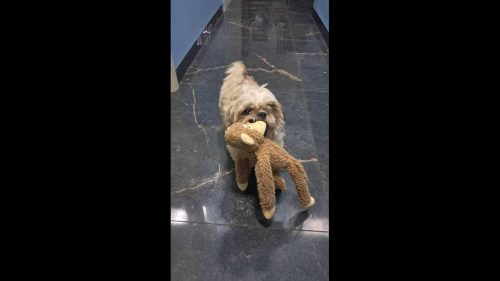 Cachorra Amora desapareceu no bairro Montreal