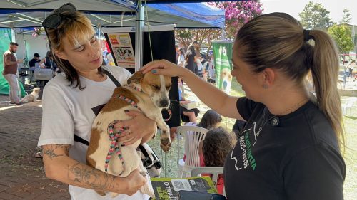 Mil cães e gatos ganham castração grátis e microchip em ação inédita em Cascavel Mil cães e gatos ganham castração grátis e microchip em ação inédita em Cascavel