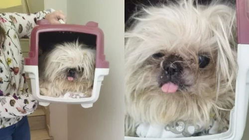 Dona doente ‘abandona’ cadela cega na igreja e história termina com final feliz