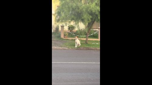 Cachorro é encontrado no bairro Neva