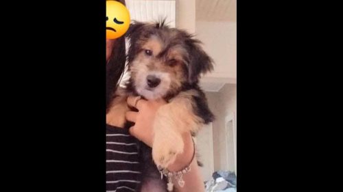 Cachorro desapareceu no bairro Coqueiral