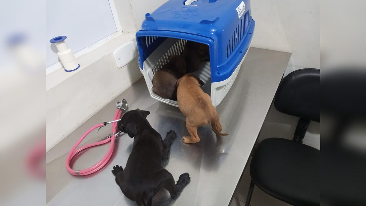 Mulher é apontada como suspeita de abandonar filhotes de cães em bueiro em Umuarama