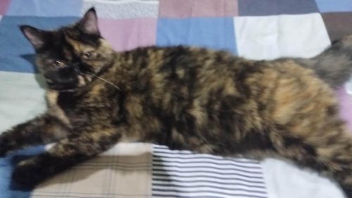 Gata MEG desapareceu no bairro Alto Alegre