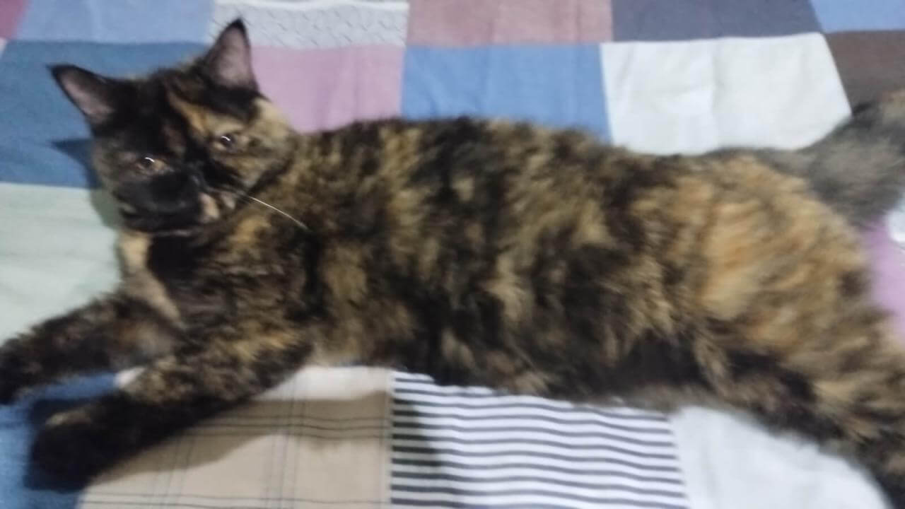 Gata MEG desapareceu no bairro Alto Alegre