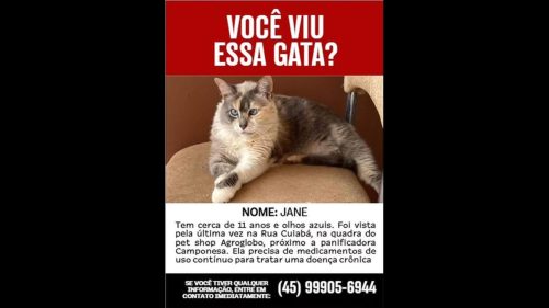 Gata Jane desapareceu no bairro Neva