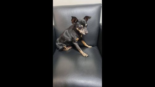 Cachorra é encontrada no bairro Centro