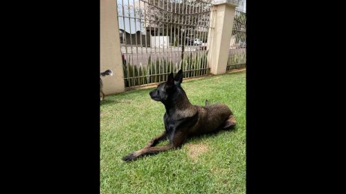 Cachorra Kira desapareceu no bairro Santos Dumont