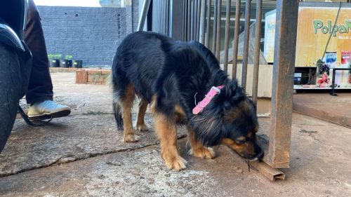 Cachorra é encontrada no bairro Região do Lago