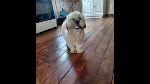 Cachorro é encontrado no bairro Universitário