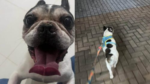 Cachorro é encontrado no bairro Centro