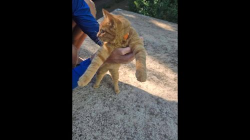 Gato é encontrado no bairro Região do Lago