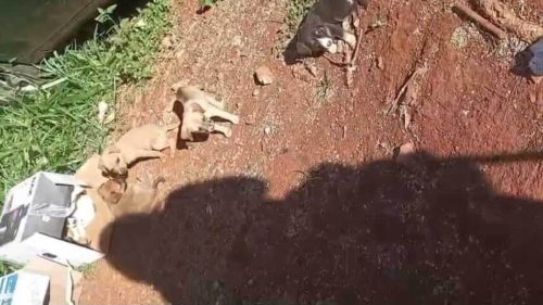 Cachorro é encontrado no bairro Periolo