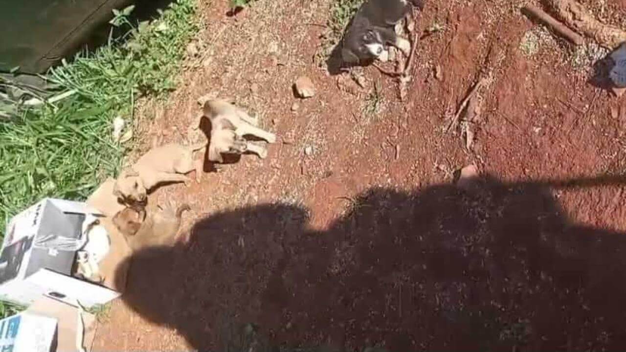 Cachorro é encontrado no bairro Periolo