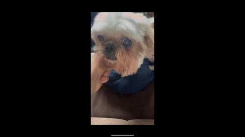 Cachorra Lully desapareceu no bairro Maria Luiza