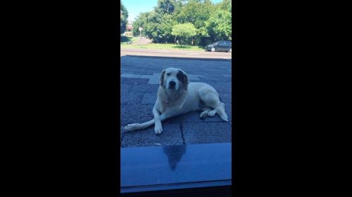 Cachorro é encontrado no bairro Cancelli