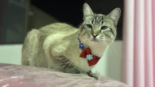 Gata Mya desapareceu no bairro Cascavel Velho