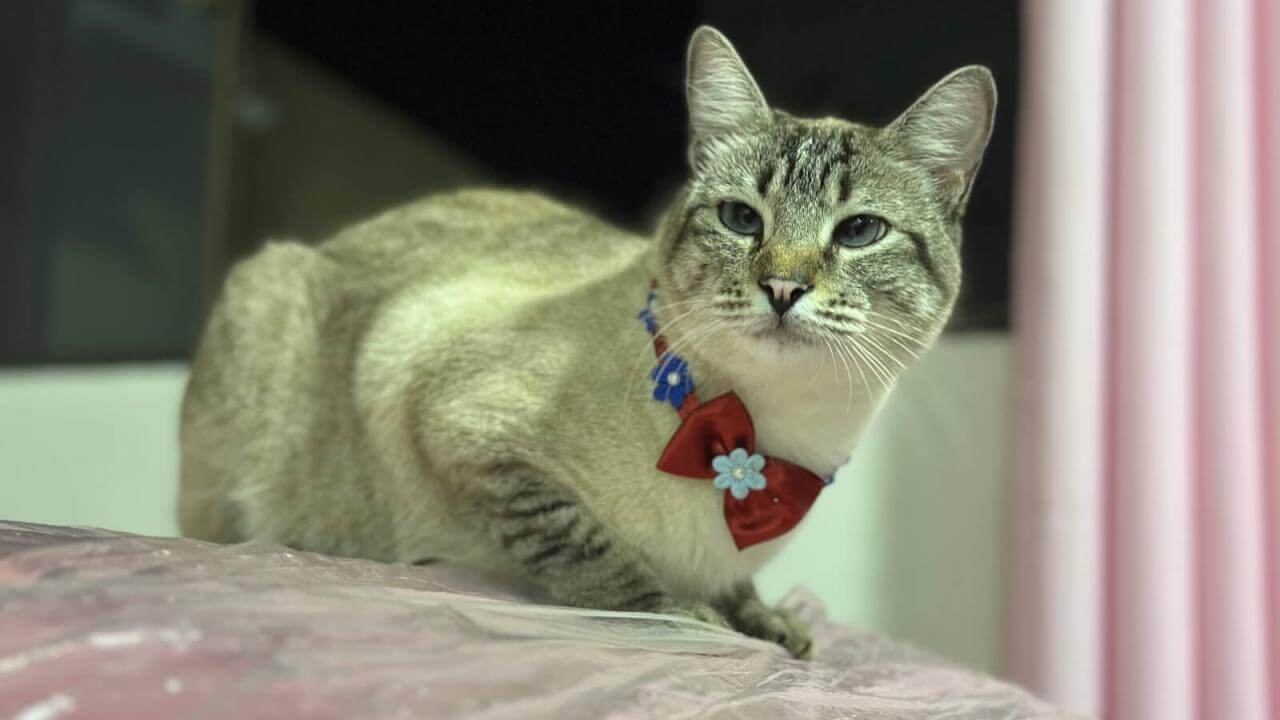 Gata Mya desapareceu no bairro Cascavel Velho