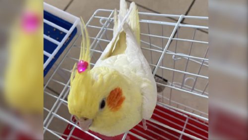 Calopsita Zig desapareceu na Região do Lago, em Cascavel