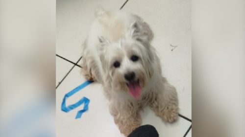 É seu? Coelho está com cachorro encontrado em mercado no bairro Cancelli. Leia e entenda É seu? Coelho está com cachorro encontrado em mercado no bairro Cancelli. Leia e entenda