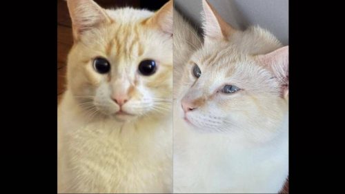 Gato Bento desapareceu no bairro Neva