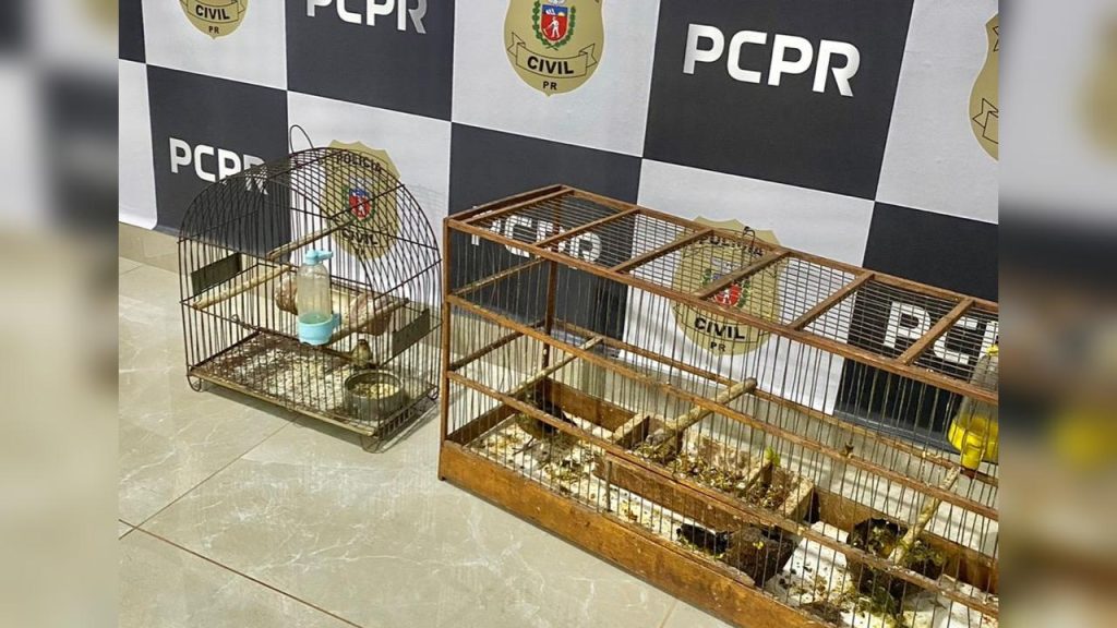 Homem é encaminhado à delegacia por captura ilegal de aves em Jesuítas Homem é encaminhado à delegacia por captura ilegal de aves em Jesuítas