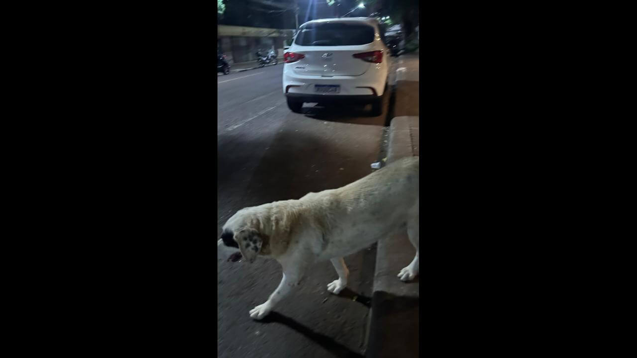 Cachorro é encontrado no bairro Centro